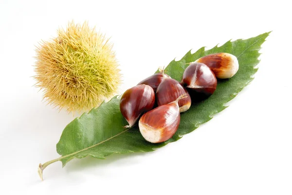 Bruin, rijpe noten van zoete kastanjeboom en groene bladeren — Stockfoto