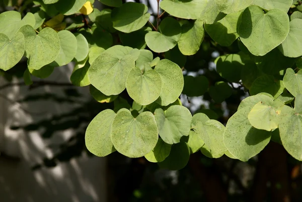 Judash árbol con hojas redondas verdes — Foto de Stock