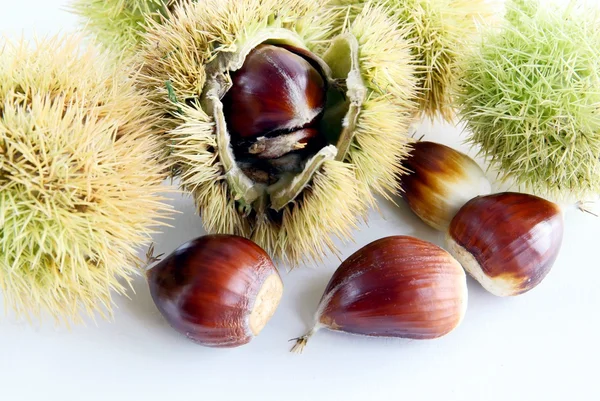 Eetbare noten van zoete kastanjeboom — Stockfoto