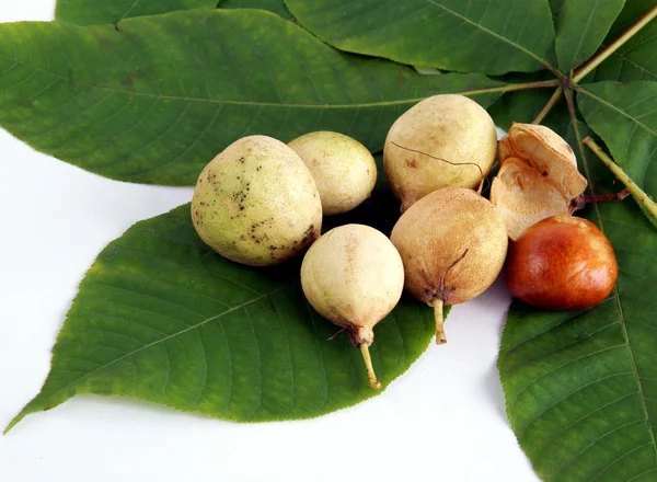 Frukterna av hästkastanj träd — Stockfoto