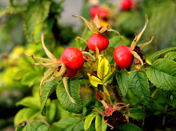 Czerwone owoce dzikiej róży Bush — Zdjęcie stockowe