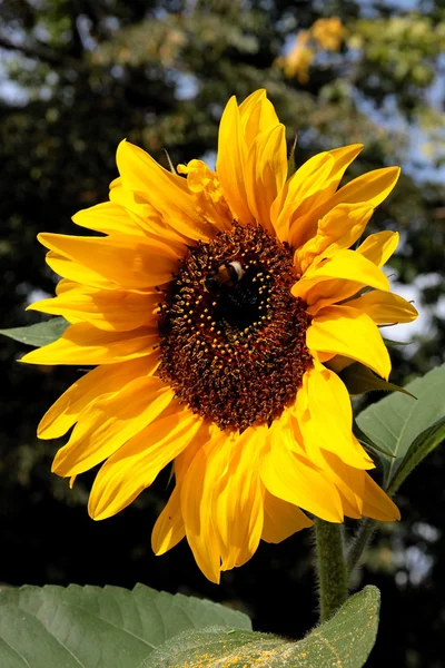 Ładny, żółty sunflwer w ogrodzie — Zdjęcie stockowe