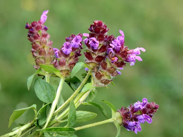 Lila flowers of selfheal plant — Stock Photo, Image