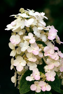 Ortanca bitki Pembe çiçek