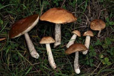 ormandaki yenilebilir mantar