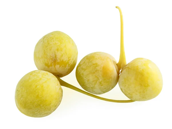 Frutos amarelos da árvore ginkgo biloba — Fotografia de Stock