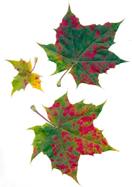 Hübsche, mehrfarbige Blätter des Ahornbaums im Herbst — Stockfoto