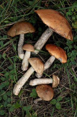 ormandaki yenilebilir mantar