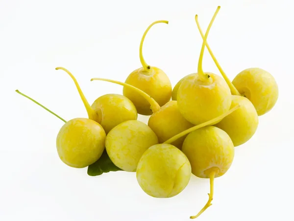 Fruits of ginkgo biloba tree at autumn — Stock Photo, Image