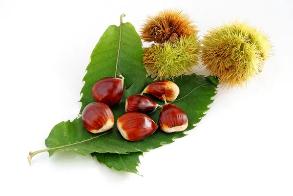 Castanho, frutos maduros de castanheiro doce — Fotografia de Stock