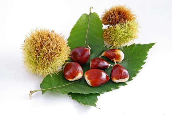 Smakelijke noten van zoete kastanjeboom — Stockfoto