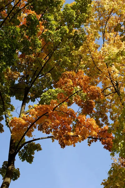 Многоцветные листья и деревья осенью — стоковое фото