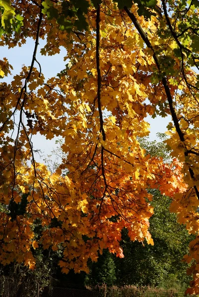 Multicolor leaves and trees at autumn — Stock Photo, Image