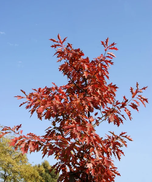 Dąb czerwony drzewo z liśćmi multicolor — Zdjęcie stockowe