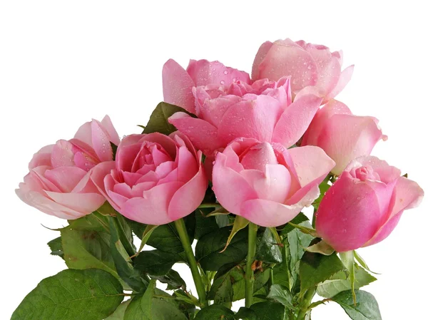 束粉色玫瑰 — 图库照片