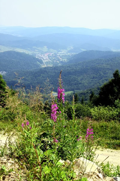 Jaworzyna 山と花からクルィニツァ リゾートで Paroramic ビュー — ストック写真