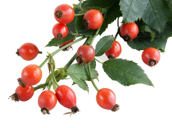 Frutos rojos de rosal silvestre —  Fotos de Stock