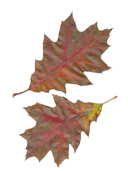 Multicolor bladen på hösten — Stockfoto