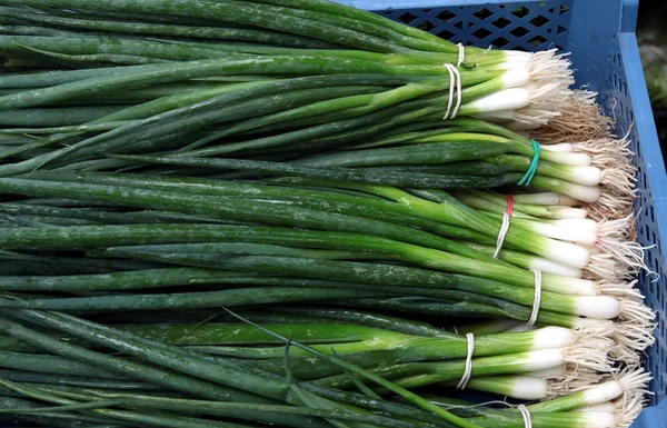 Cipolle precoci con foglie verdi — Foto Stock