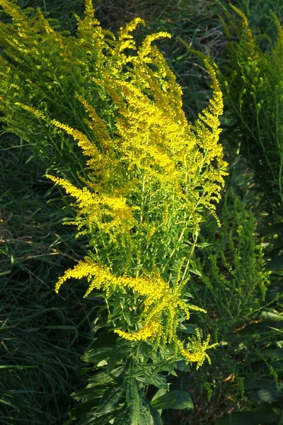 Golden rod with yellow flowers — Stock Photo, Image