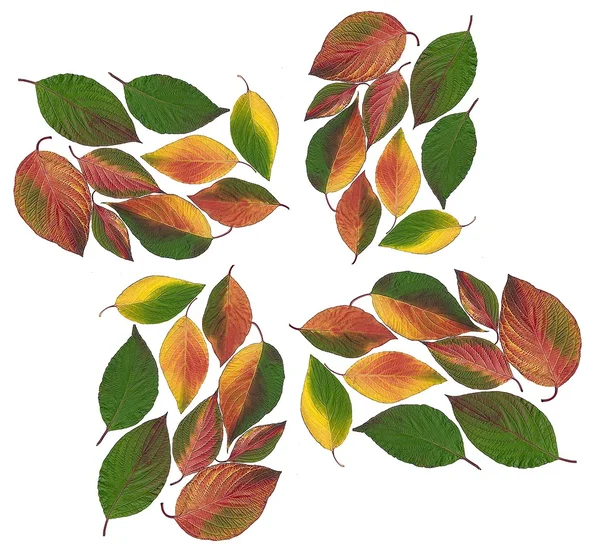 Multicolor bladeren als floral achtergrond — Stockfoto