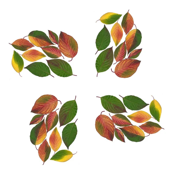 Arrangement of multicolor leaves as background — Stock Photo, Image