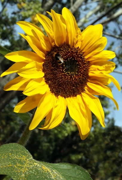 Sunflower — Stock Photo, Image