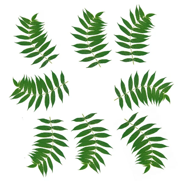 Groene bladeren van sumak boom als patroon voor de achtergrond — Stockfoto