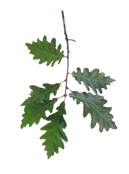 Gröna blad av ek — Stockfoto