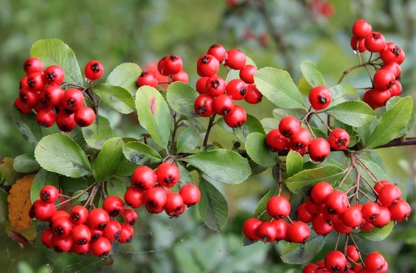 Piros bogyós gyümölcsök firethorn őszi tokmány — Stock Fotó
