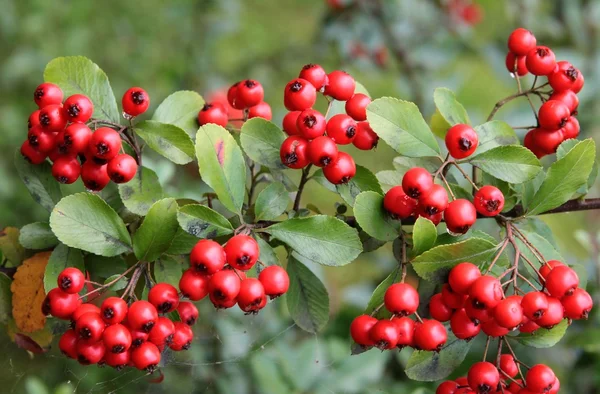 sonbahar firethorn Bush kırmızı meyveler