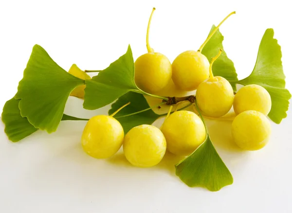 ginkgo biloba olgunlaşmış meyve