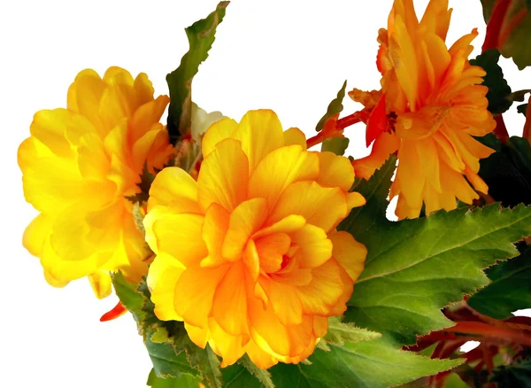 Gold pretty flower of begony — Stock Photo, Image