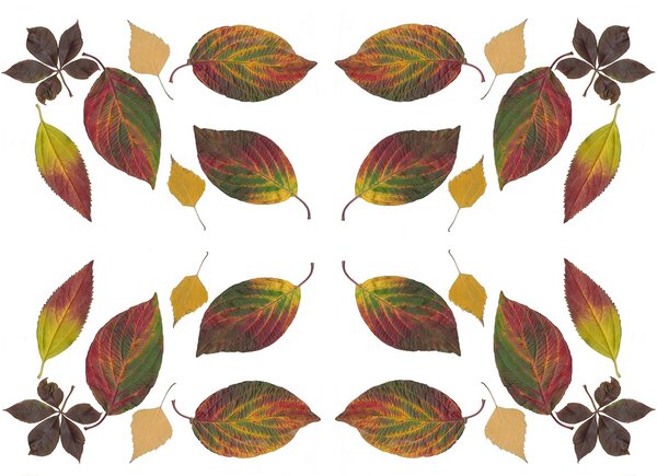 Многоцветные листья в качестве цветочного фона
