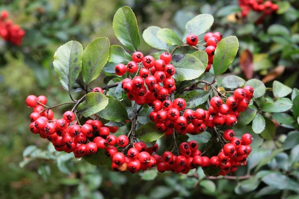 Bacche rosse di cespuglio di spina di fuoco in autunno — Foto Stock