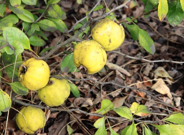 Japanska kvitten buske med gula frukter på hösten — Stockfoto