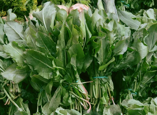 Grüne Blätter des Sauerampfers — Stockfoto