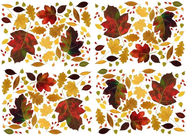 Багатокольорове листя як квітковий фон — стокове фото