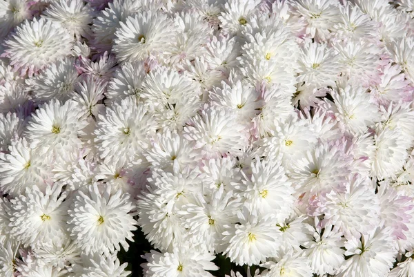 Vita blommor av krysantemum, — Stockfoto