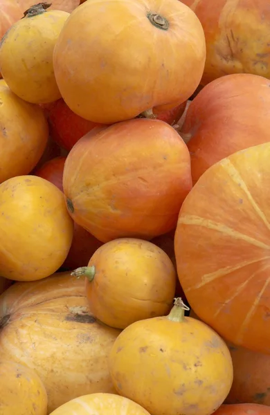 Orange pumpkins — Stock Photo, Image