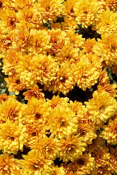 Golden flowers of chrysanthemum pot-plant