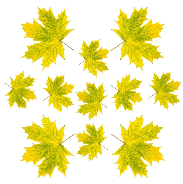 Folhas verdes e amarelas de árvore de bordo como composição para fundo — Fotografia de Stock