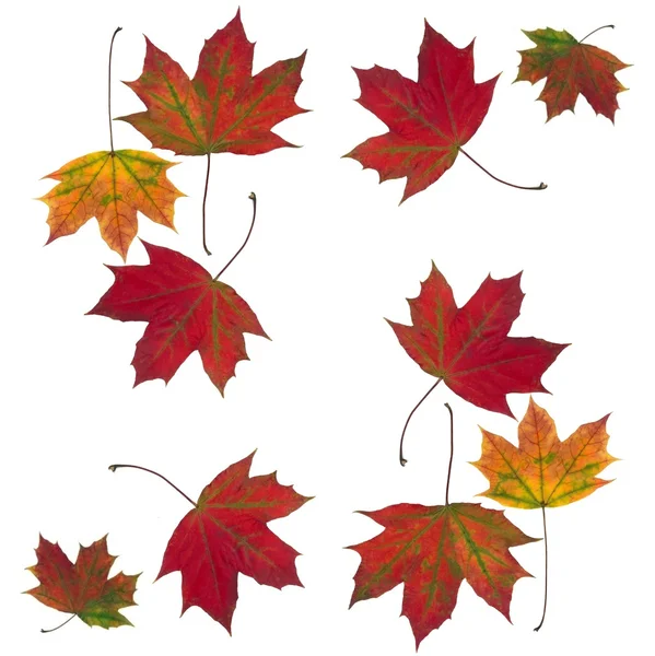 Многоцветные листья кленового дерева в качестве фона — стоковое фото