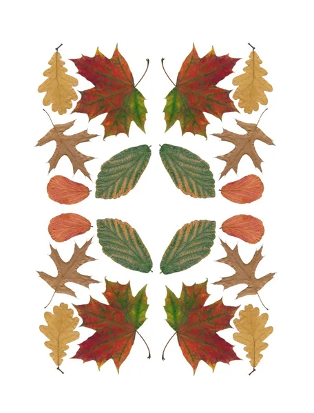 Размещение многоцветных листьев в качестве узоров для скатерти — стоковое фото