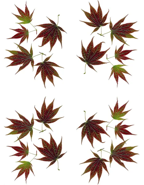Purpurowe liście drzewo klon japoński jako tło — Zdjęcie stockowe