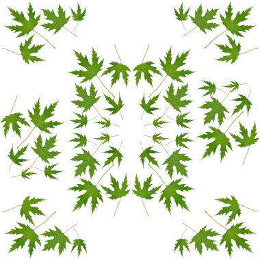 arka plan olarak Japonca Akça ağaç yaprakları