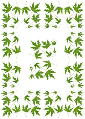 arka plan olarak Japonca Akça ağaç yaprakları