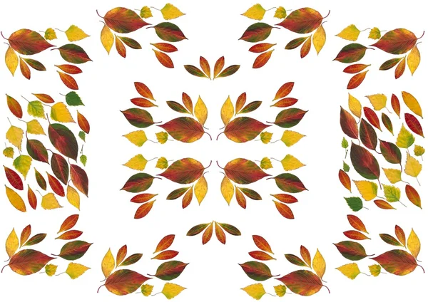 Multicolor bladeren als natuur achtergrond — Stockfoto