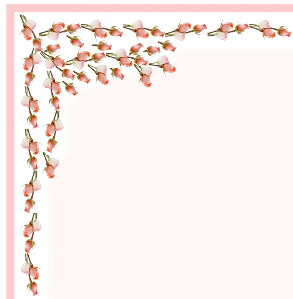 Composition of pink roses as pattern for background — Stock Photo, Image