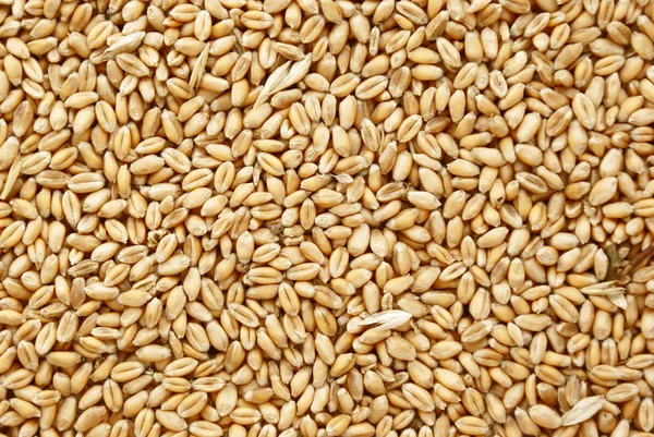 Seeds of wheat as cereal food — Stock Photo, Image